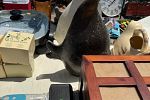 Sale Photo Thumbnail #11