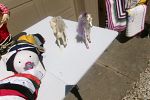 Sale Photo Thumbnail #19