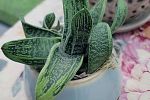 Sale Photo Thumbnail #100