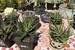 Sale Photo Thumbnail #29