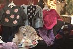 Sale Photo Thumbnail #17