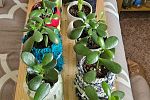 Sale Photo Thumbnail #14