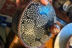 Sale Photo Thumbnail #18