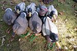 Sale Photo Thumbnail #23