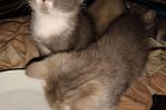 Sale Photo Thumbnail #3