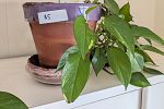 Sale Photo Thumbnail #49