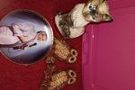 Sale Photo Thumbnail #51