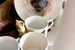Sale Photo Thumbnail #13