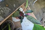 Sale Photo Thumbnail #29