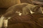 Sale Photo Thumbnail #34