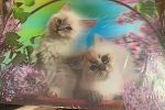 Sale Photo Thumbnail #8