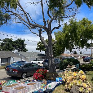 Yard sale photo in San Lorenzo, CA