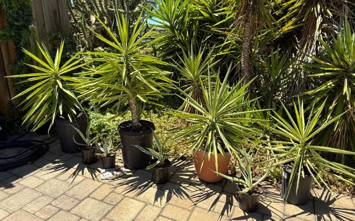Plant Sale - Too Many Plants Cactus and Succulents photo