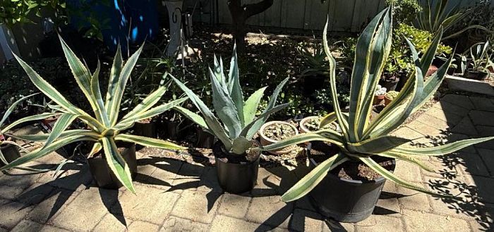 Plant Sale - Too Many Plants Cactus and Succulents cover