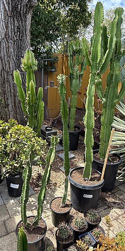 Plant Sale - Too Many Plants Cactus and Succulents photo