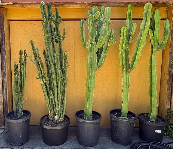 Plant Sale - Too Many Plants Cactus and Succulents photo