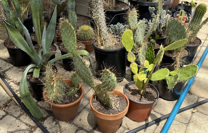 Plant Sale - Too Many Plants Cactus and Succulents photo