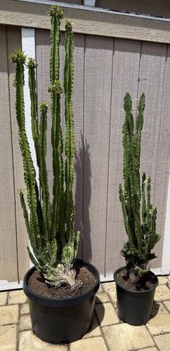 Plant Sale - Too Many Plants Cactus and Succulents photo